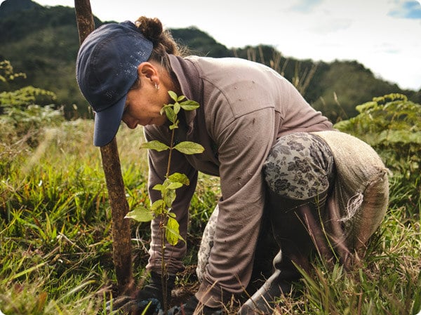 A woman kneels to plant a sapling in a forest being restored