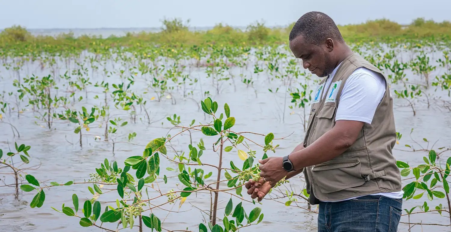 A forester plants mangroves in the Keta Lagoon in Ghana