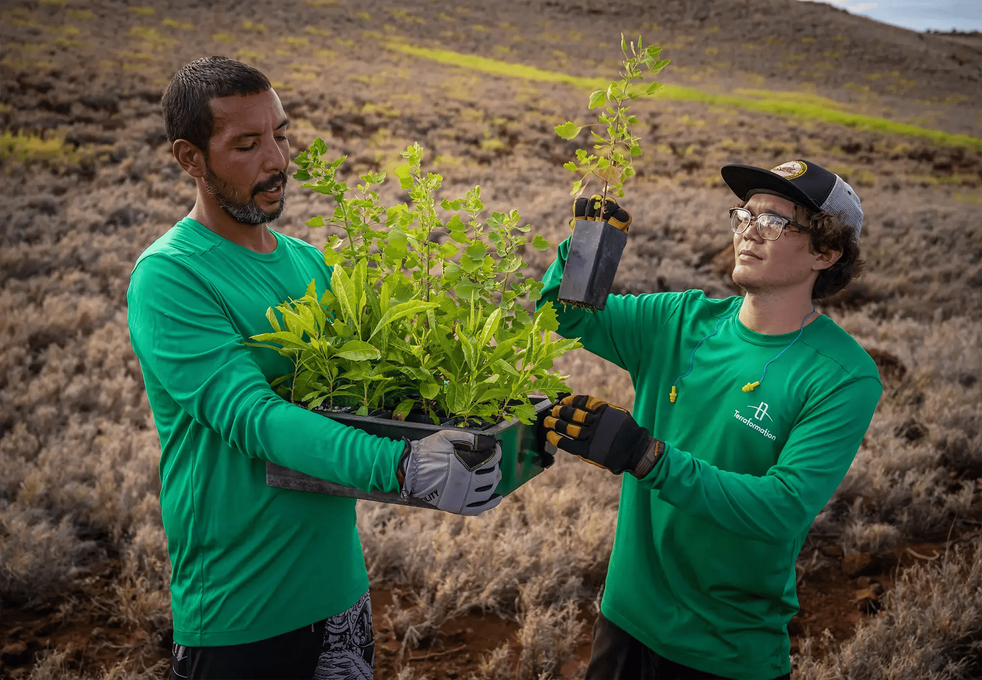 Two foresters carrying a planting box filled with saplings